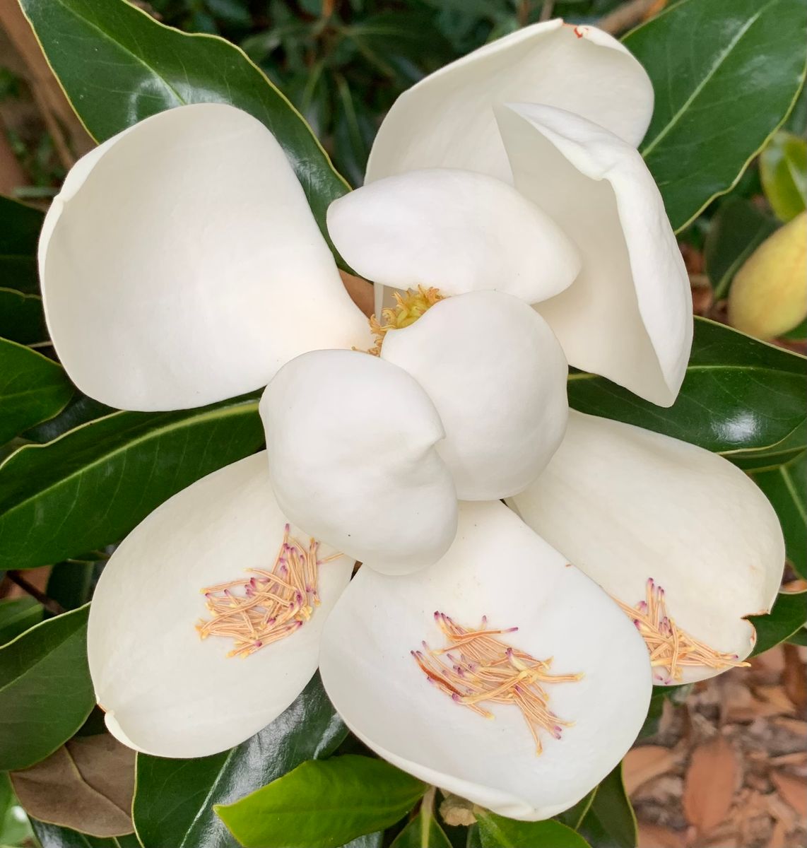 今日の花