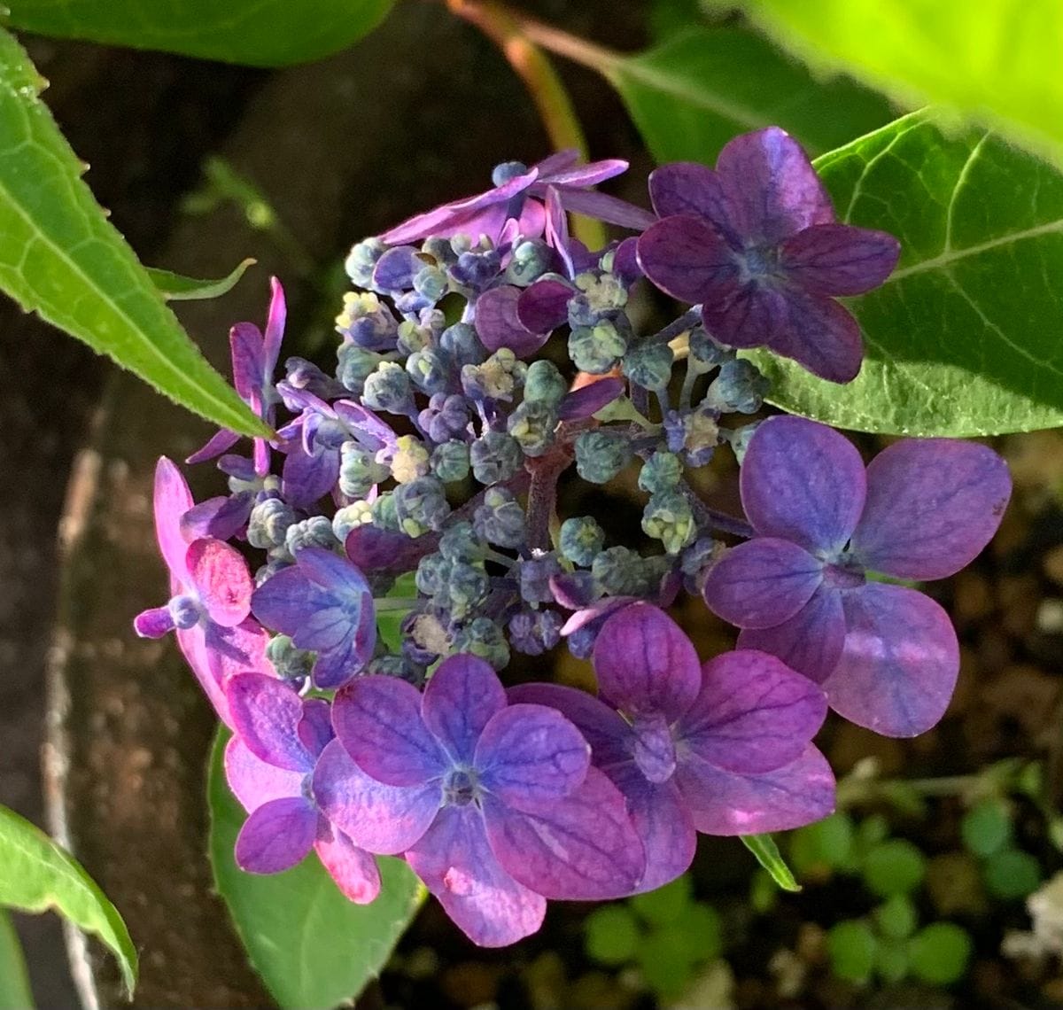 今日の花