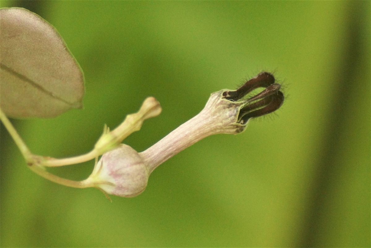 こっとの庭（小さな花）