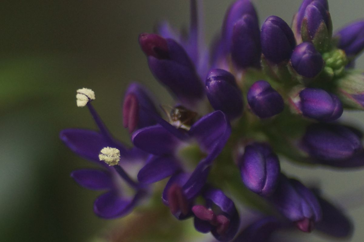 こっとの庭（小さな花）