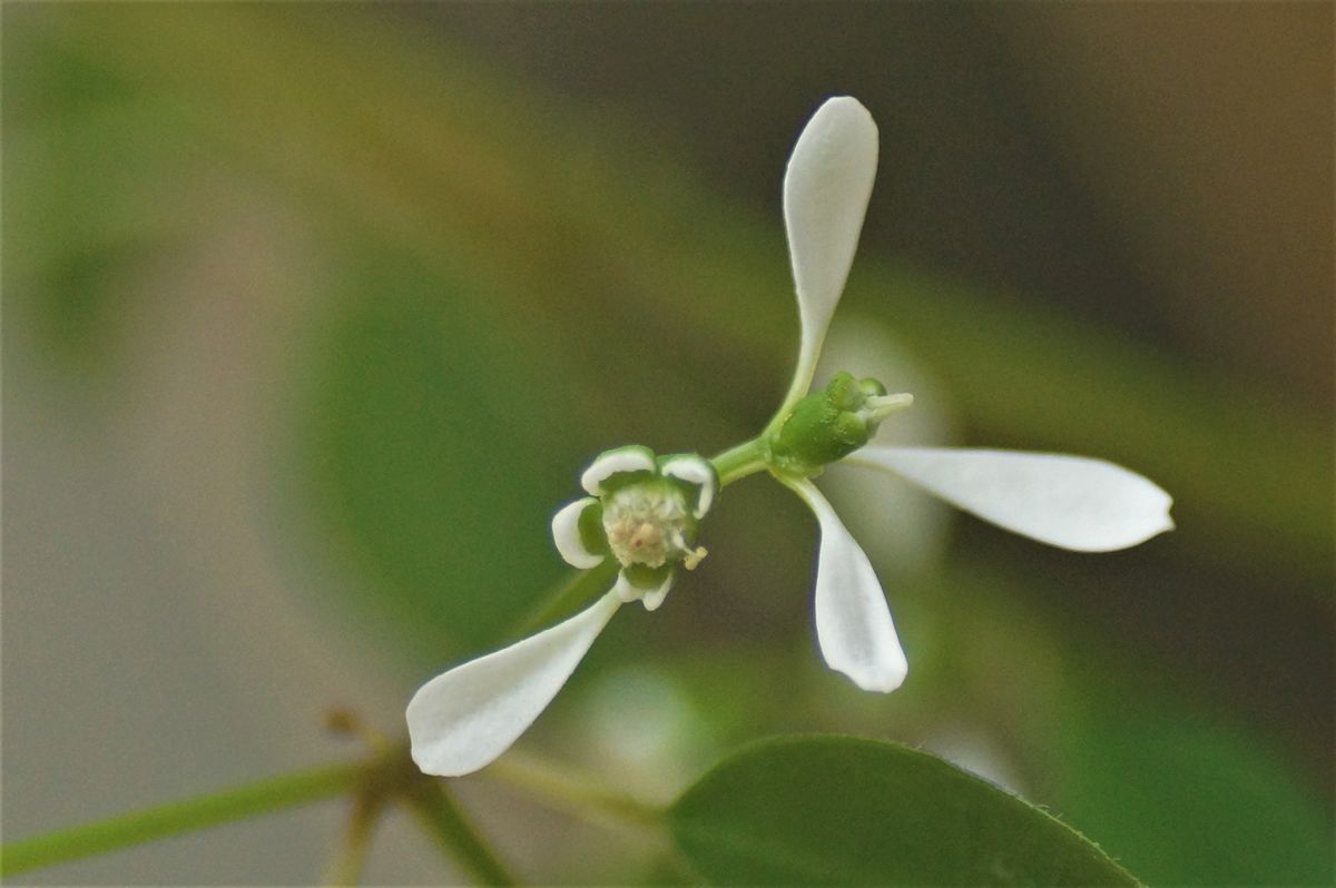 こっとの庭（小さな花）