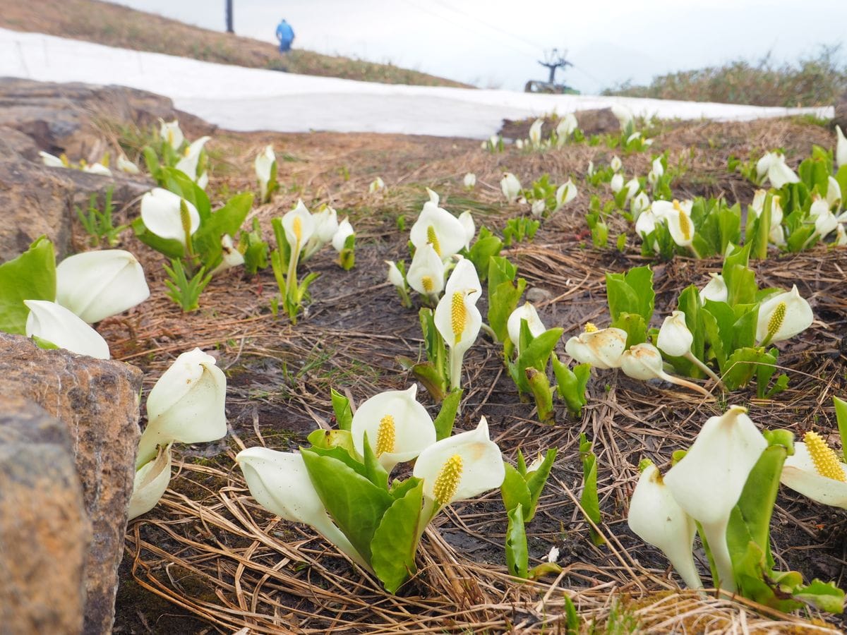 【白馬五竜高山植物園】一回目の早期開園が無事終了しました