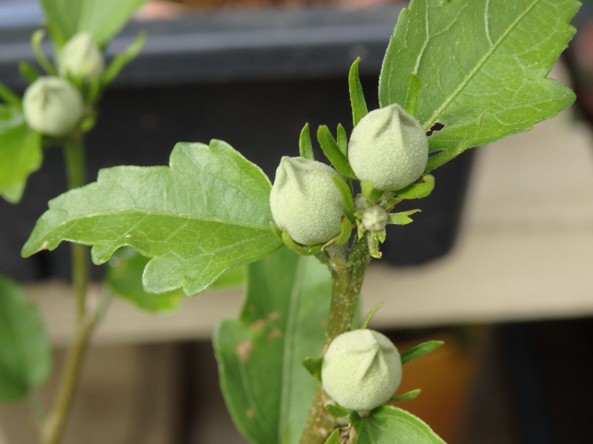 クローバの花？ではなくて（笑）紫カタバミでした。懐かしくて🍀