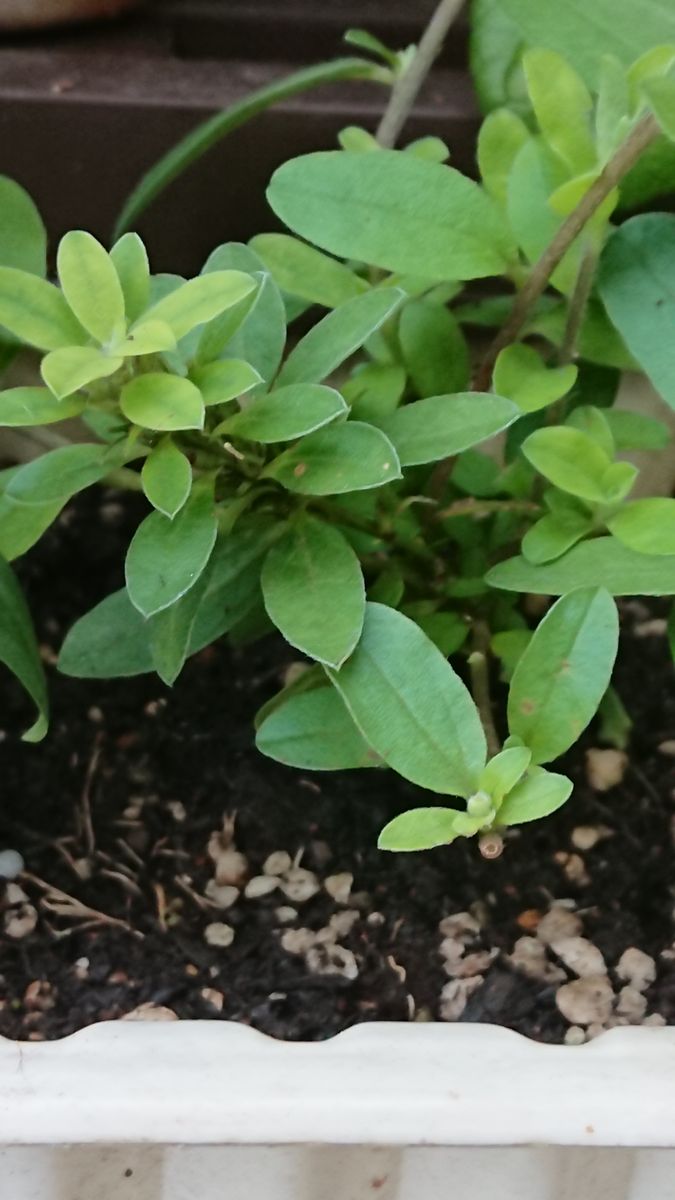 今週は気温が上がりそうです…🌱