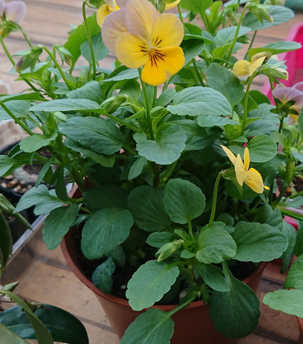 今週は気温が上がりそうです…🌱