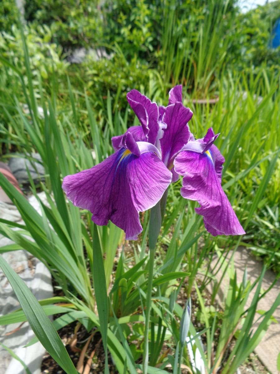 今日の花菖蒲