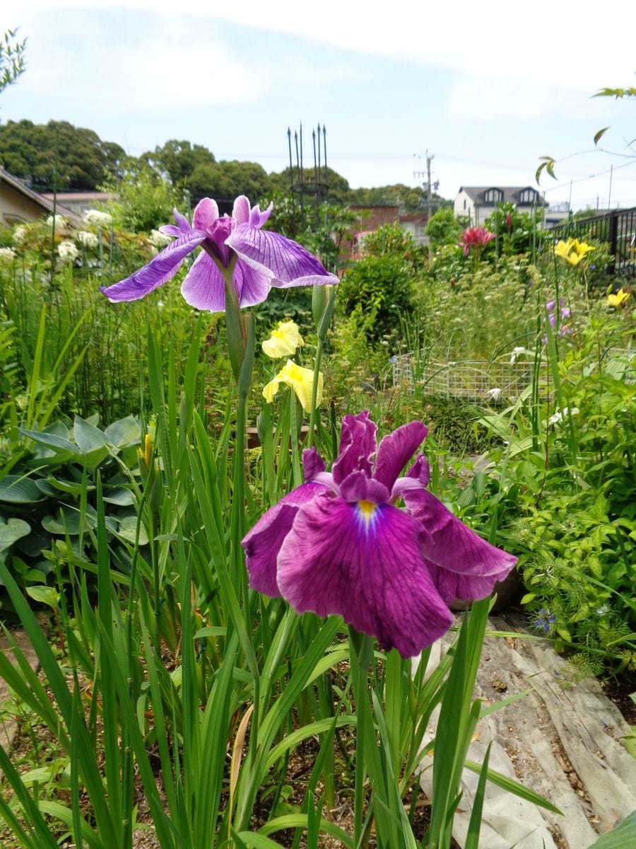 今日の花菖蒲