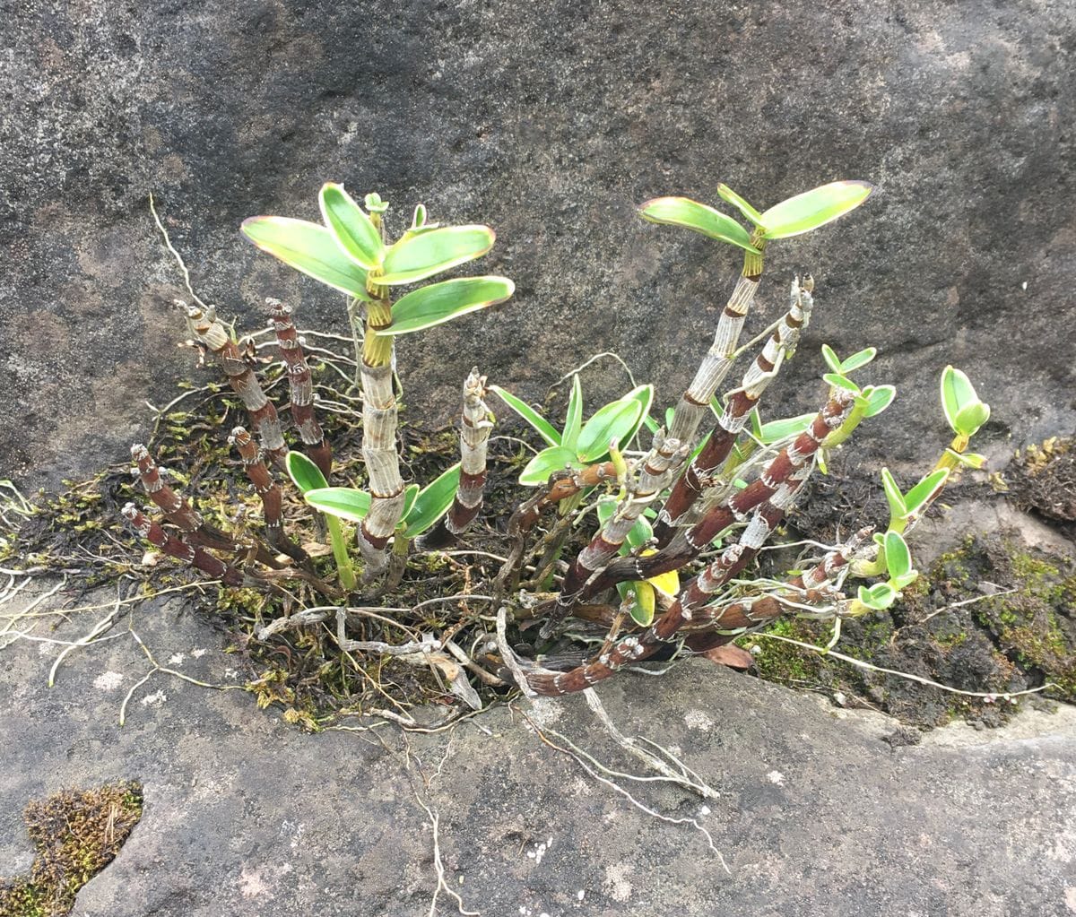 毎年、花が増える