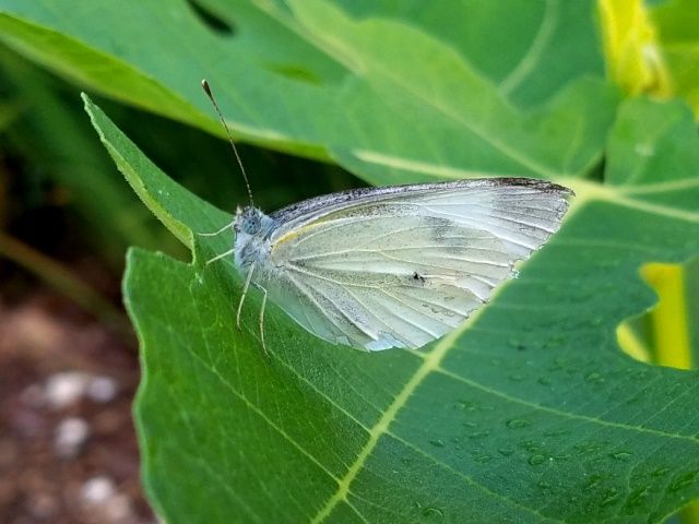 今朝の庭より