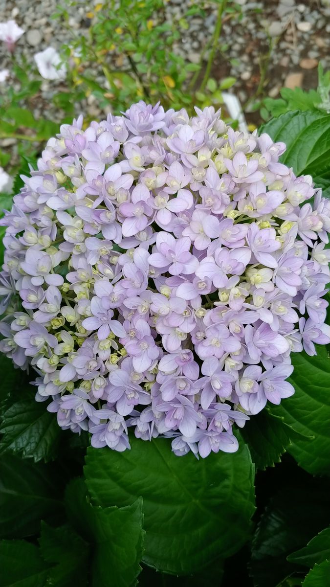 紫陽花の花