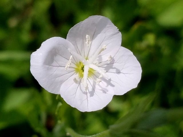 白花のアカバナユウゲショウ