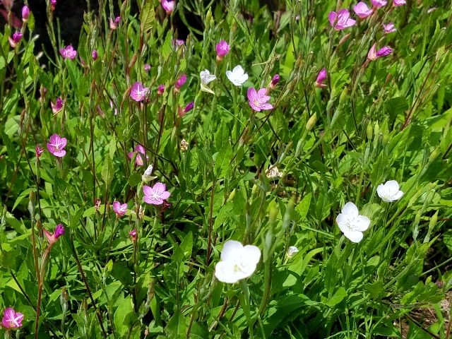 白花のアカバナユウゲショウ