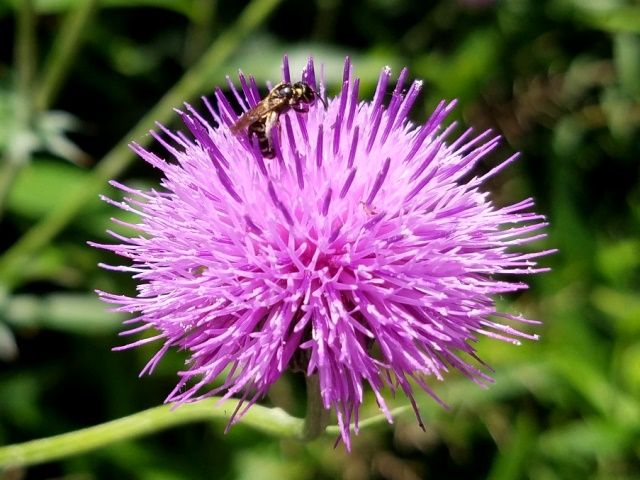 白花のアカバナユウゲショウ