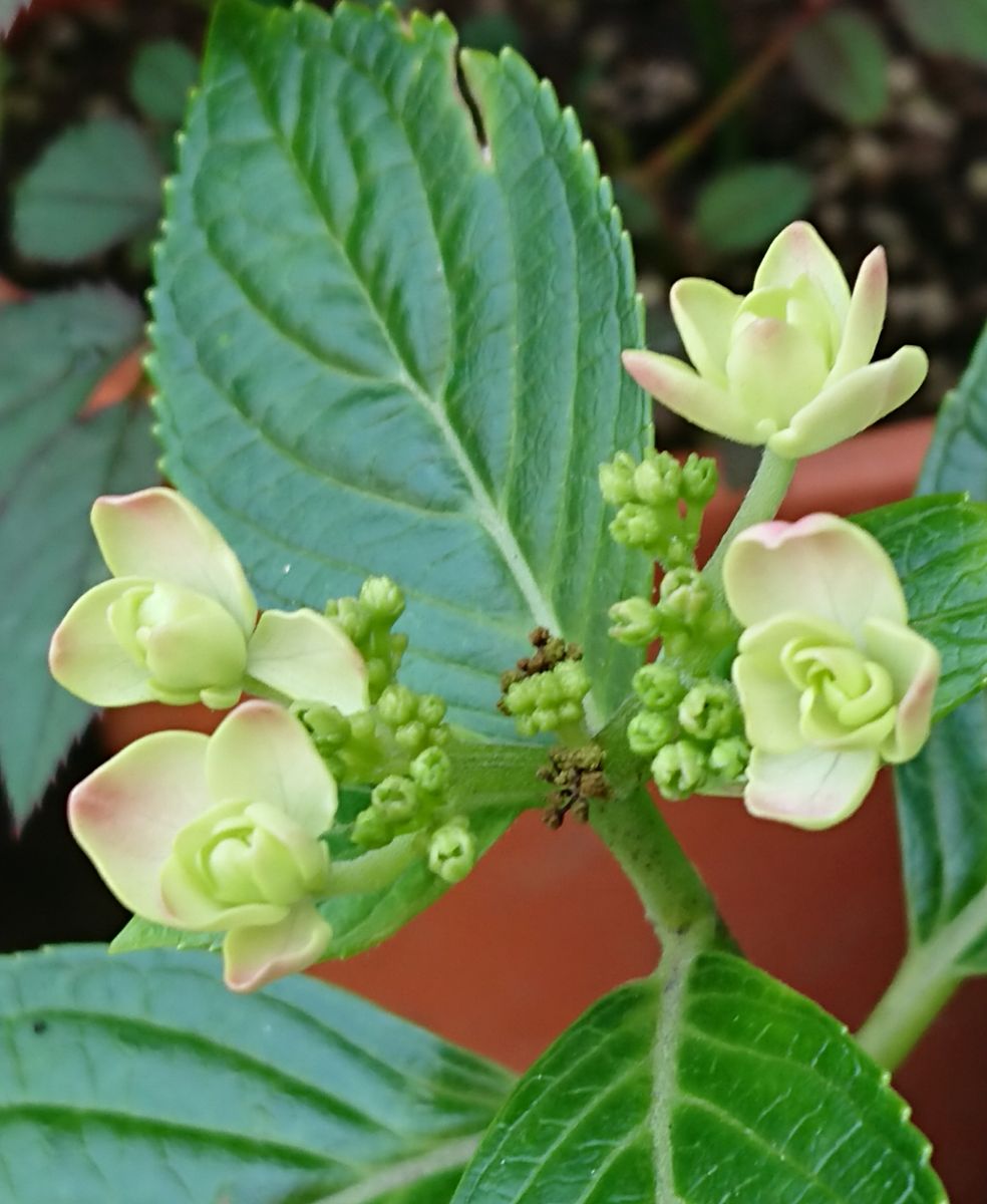 紫陽花三姉妹