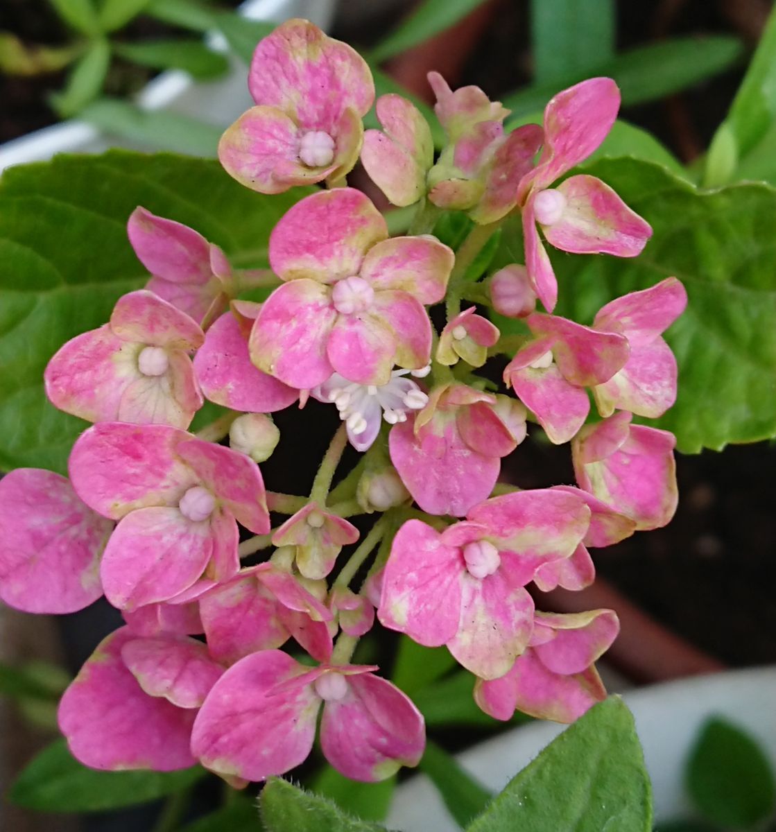 紫陽花三姉妹