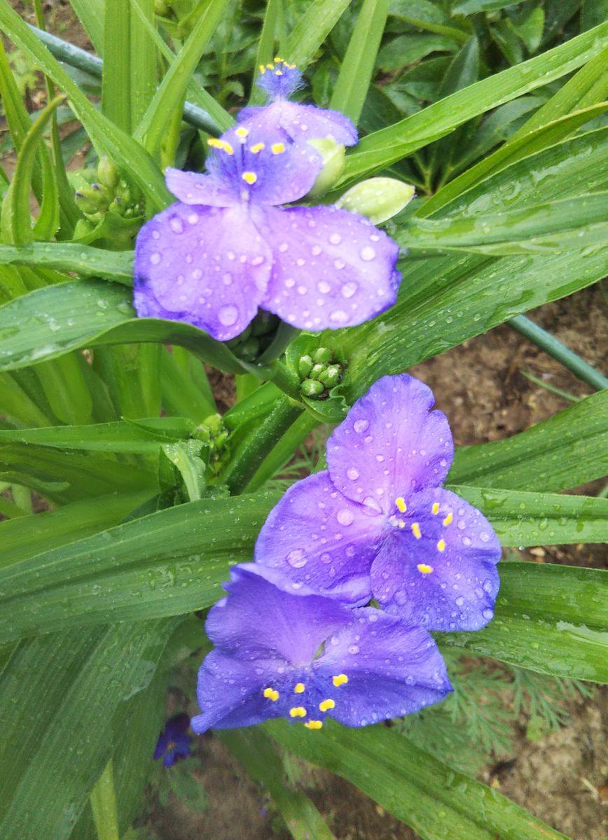 雨上がりの庭 山野草