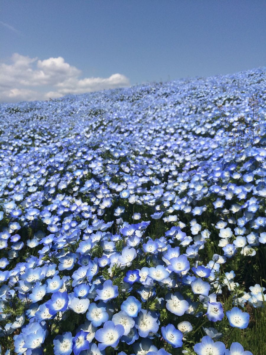 ひたち海浜公園みはらしの丘のネモフィラ