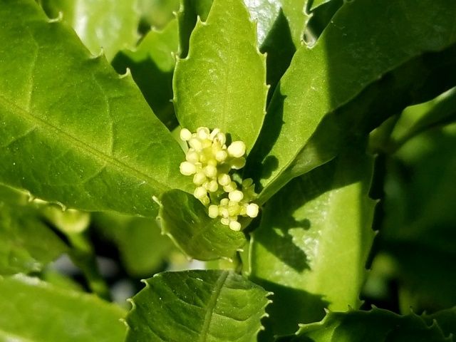 今日の庭より･･･小さな花