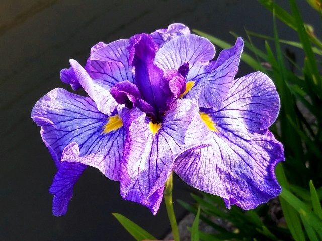 朝日を浴びて咲く花菖蒲