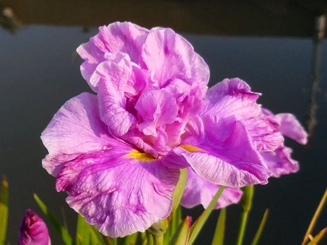 朝日を浴びて咲く花菖蒲