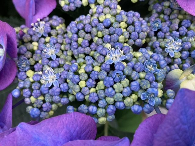 保育園の紫陽花