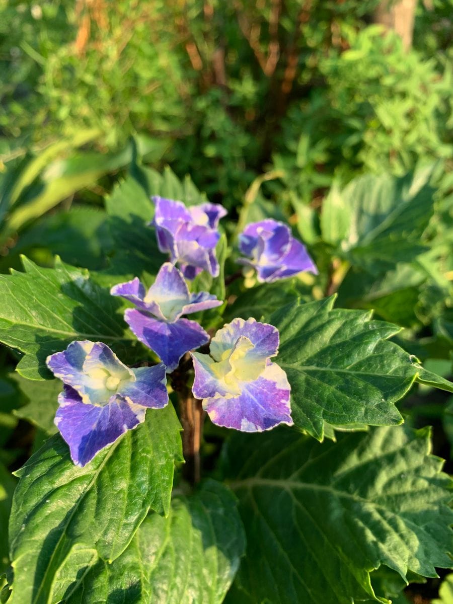 咲きました～🌺撮れました～😆