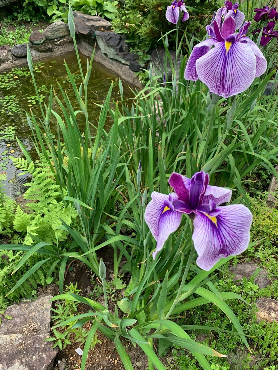 咲きました～🌺撮れました～😆