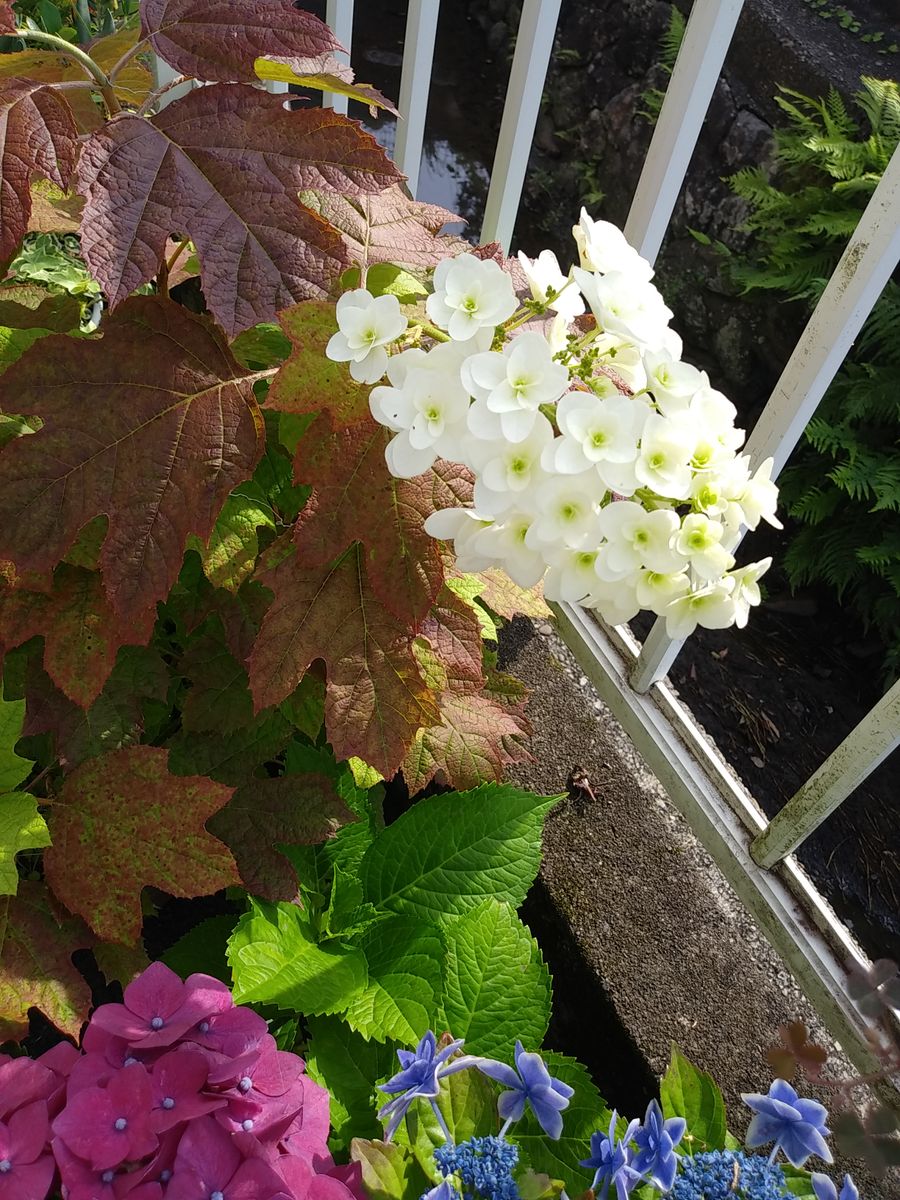 大島緑花