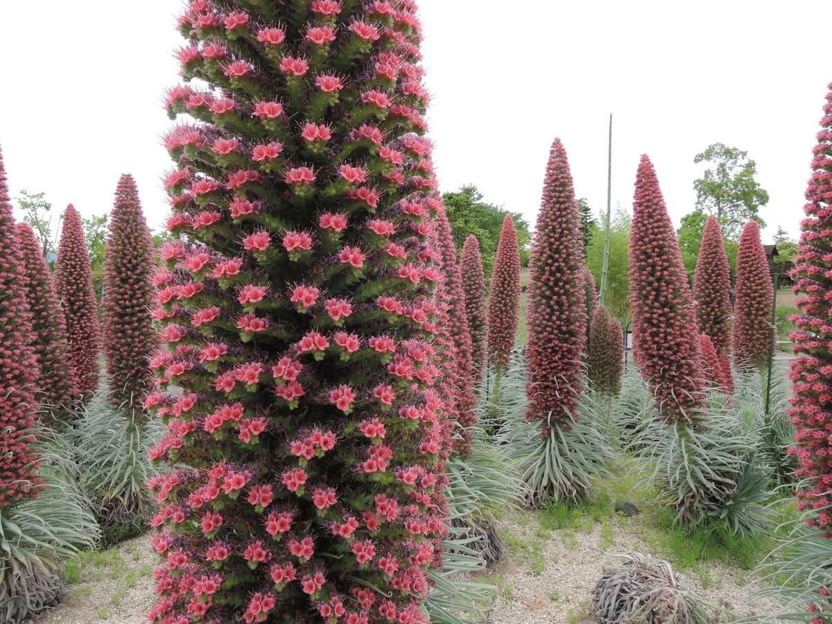 花菜ガーデン 神奈川県立花とみどりのふれあいセンター、先月の中頃の写真です。