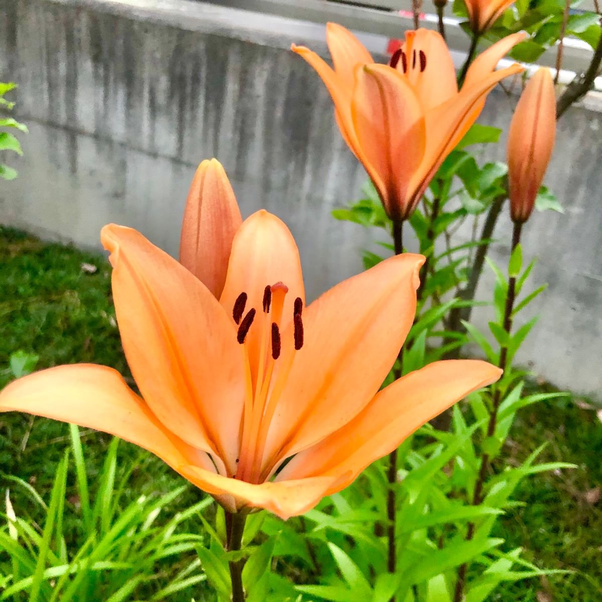 百合の花たちと背〜比べ♪