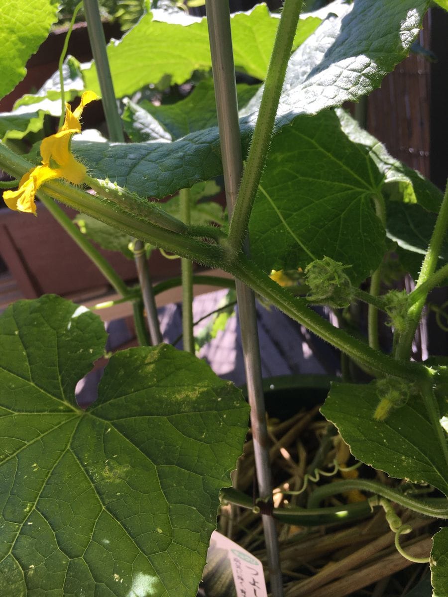 野菜の花