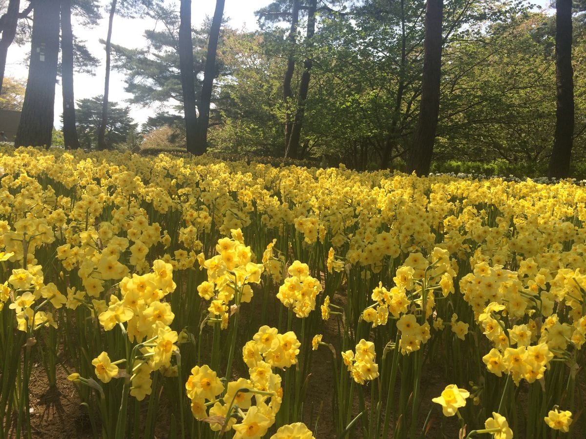 ひたち海浜公園チューリップ・水仙