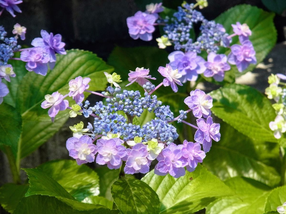 飽きない花と飽きる花