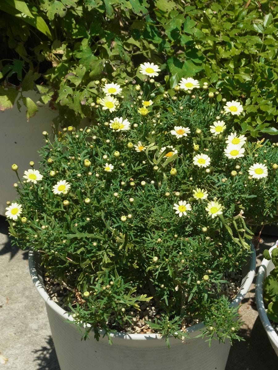 飽きない花と飽きる花