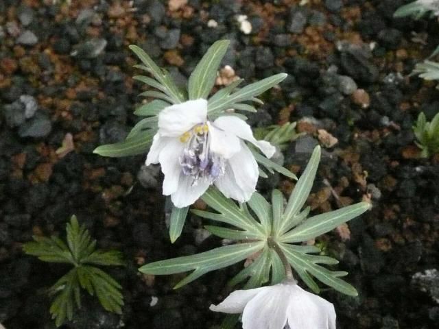 神代植物公園