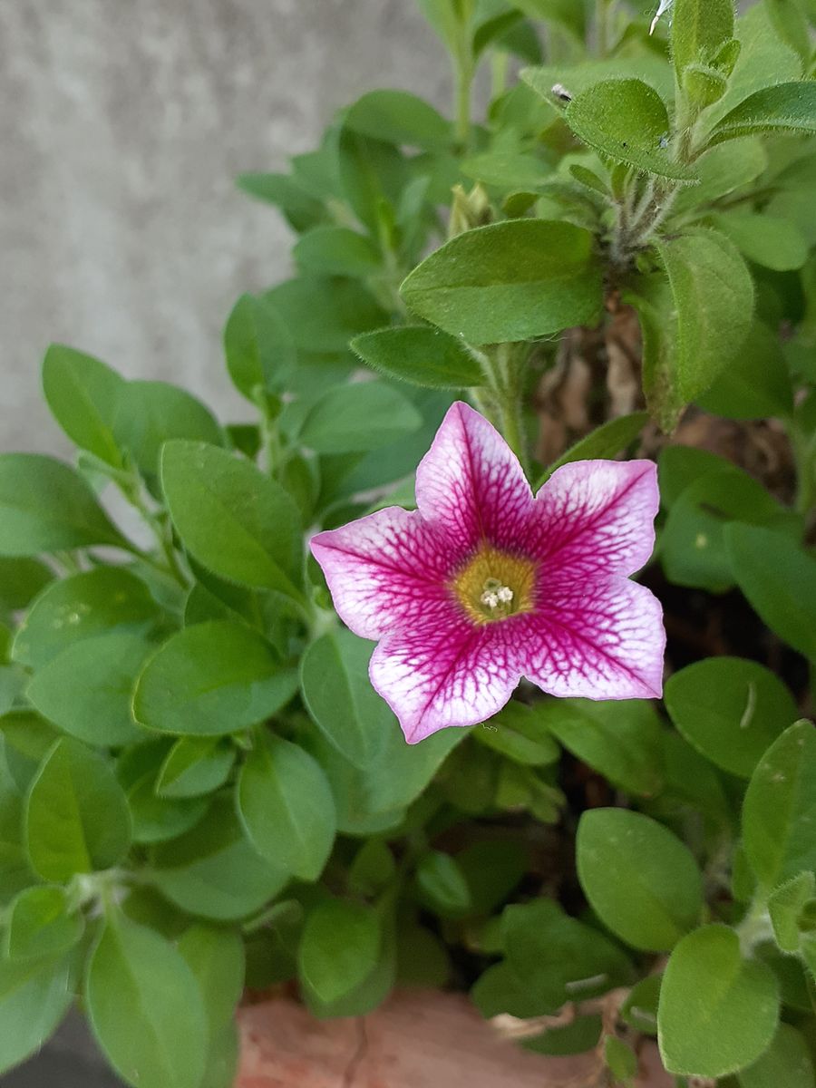 💐再生したお花☺️💐