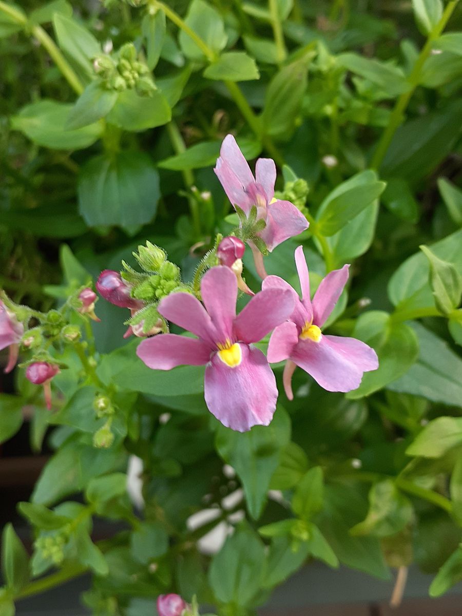 💐再生したお花☺️💐