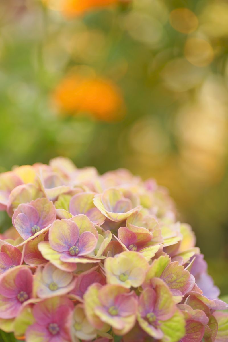 開花写真ペチュニア他