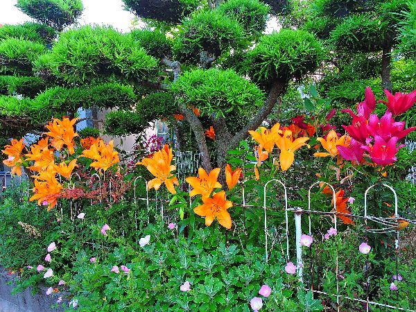 散歩道の花～アジサイとユリ