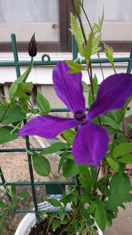 開花しました🏵️