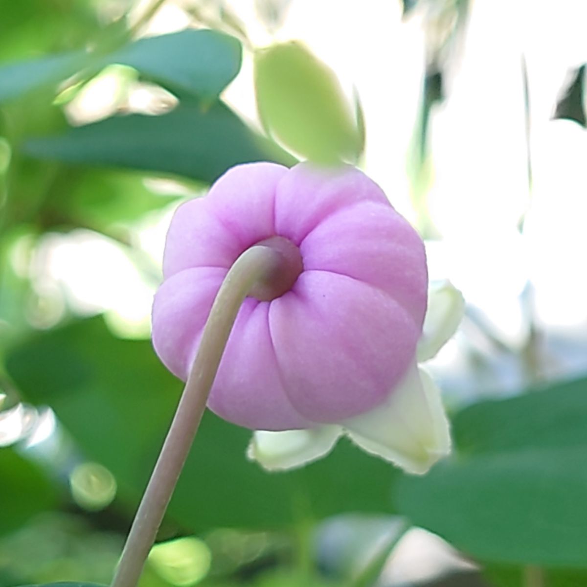 ハオルチア発芽🌱