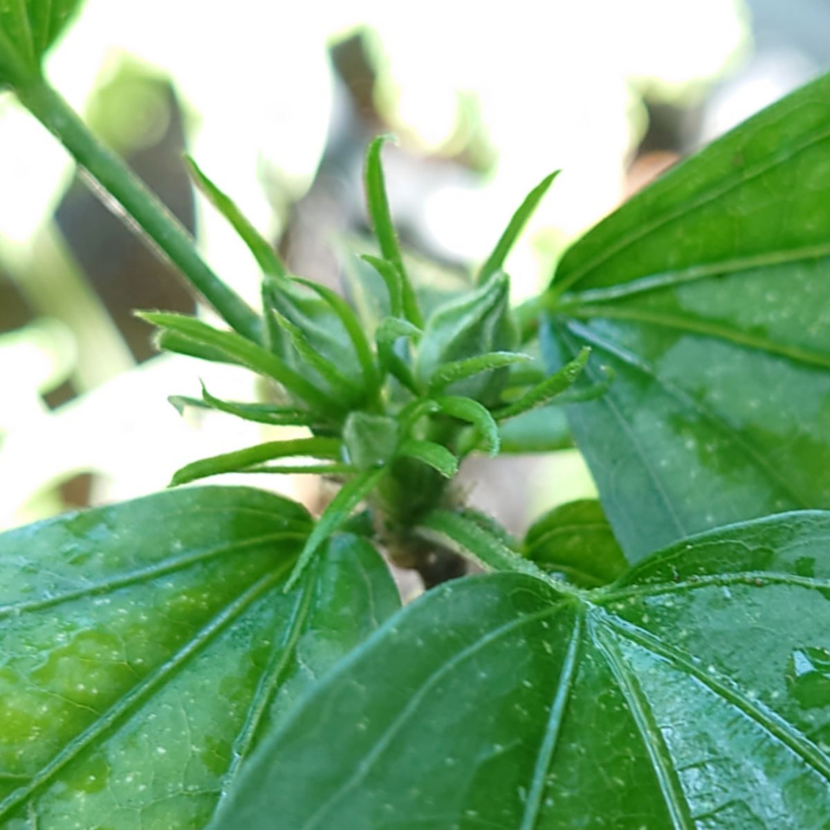 ハオルチア発芽🌱