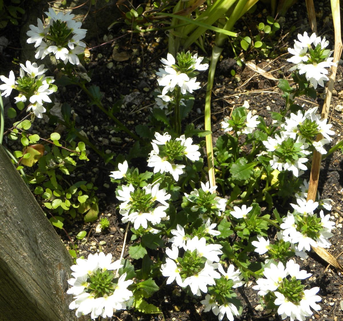 今日の花・・白い色で