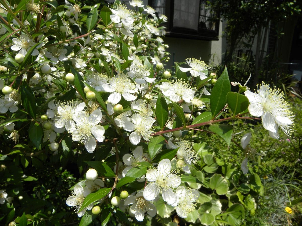 今日の花・・白い色で