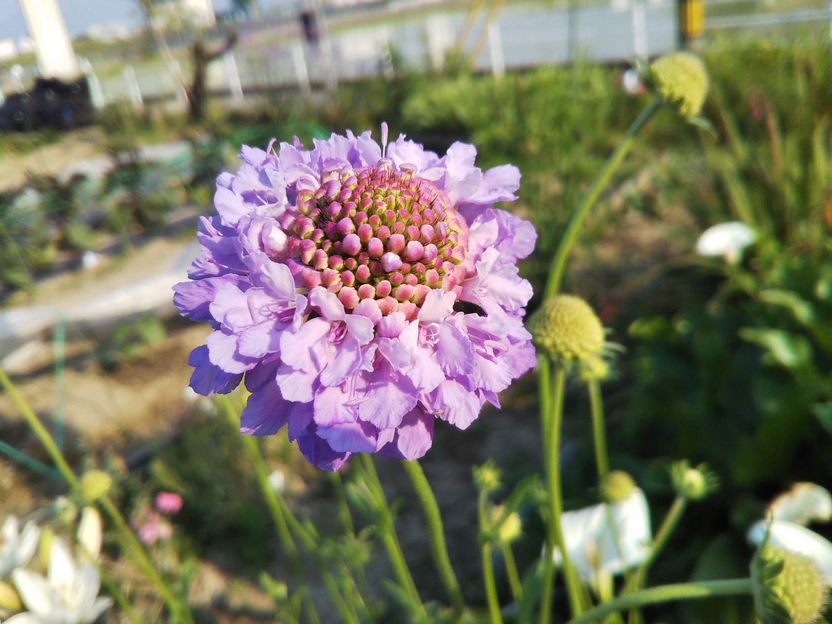 初花とびわ