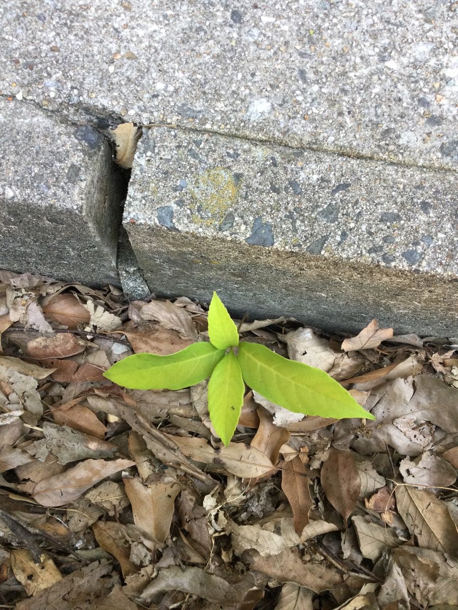 路上園芸をお持ち帰り。