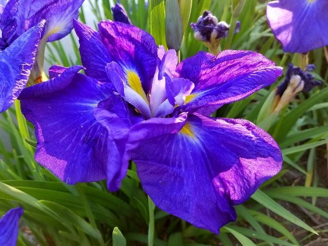 今朝の花菖蒲