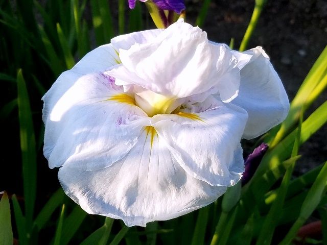 今朝の花菖蒲