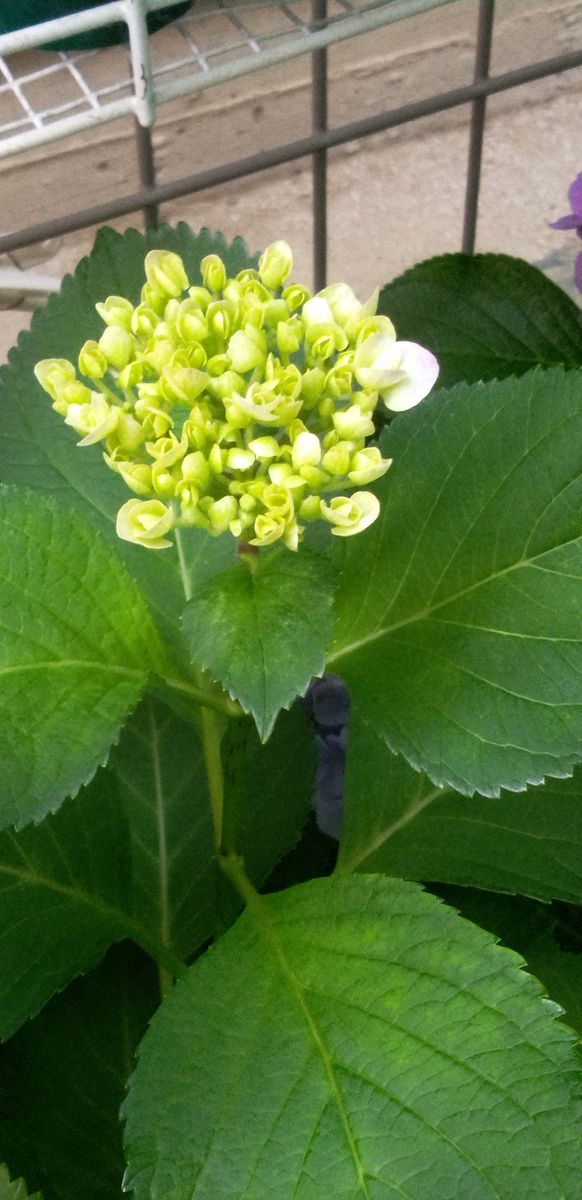 ☆今日の紫陽花☆