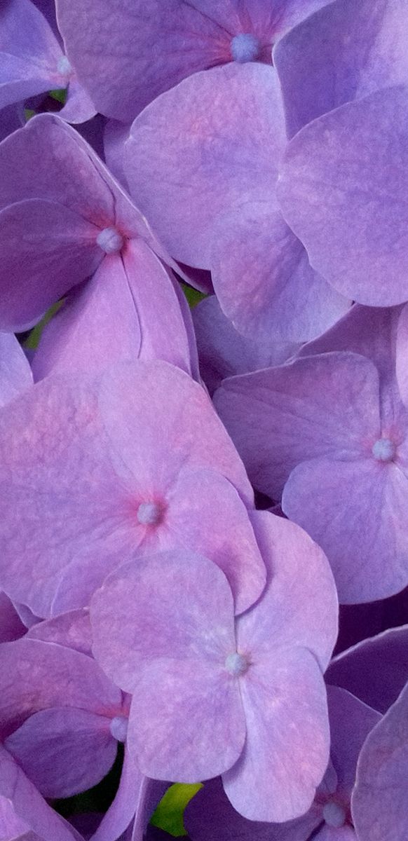 ☆今日の紫陽花☆